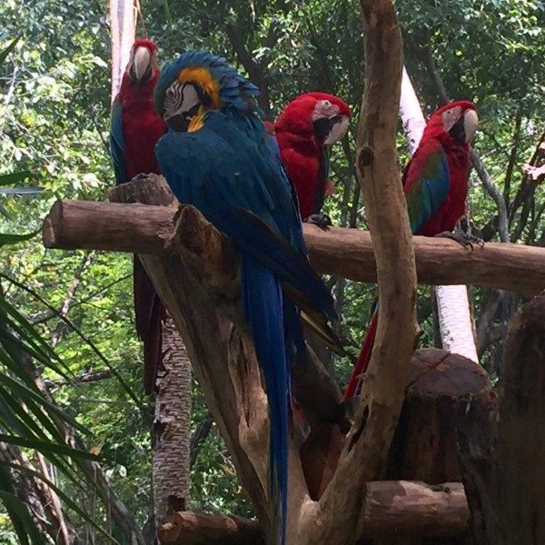 parrots-at-sunway-lagoon