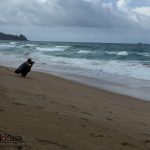 the-lifeco-phuket-naithon-beach-3