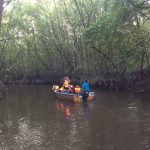 mangroove 4