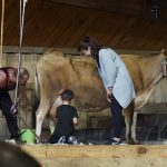 agrodome-show-milky-cow