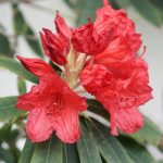 bnb-rotorua-flower-red-2