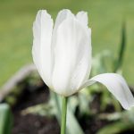 bnb-rotorua-flower-white
