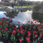 government-garden-tulip-pond