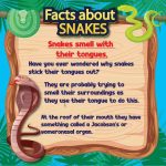 farm-in-the-city-snakes-fact